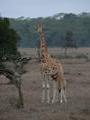Giraffe Lake Nakuru