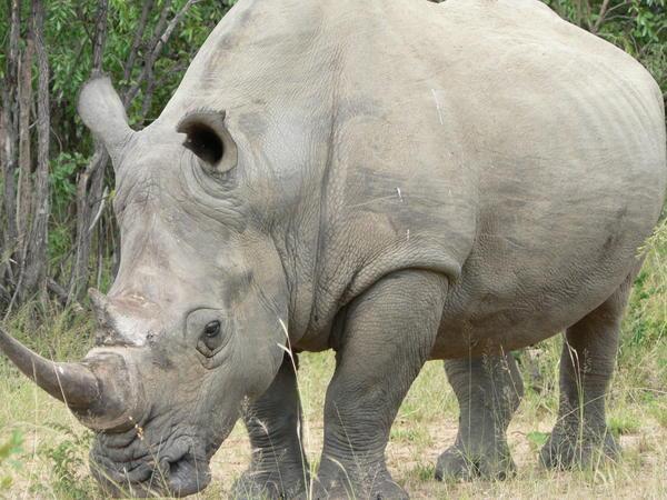 rhino approached on foot