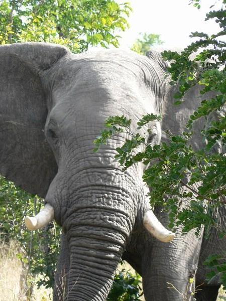 elephant approached on foot