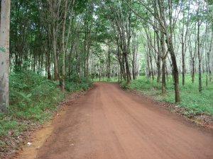 Through the rubber plantation