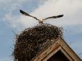 Stork's Nest