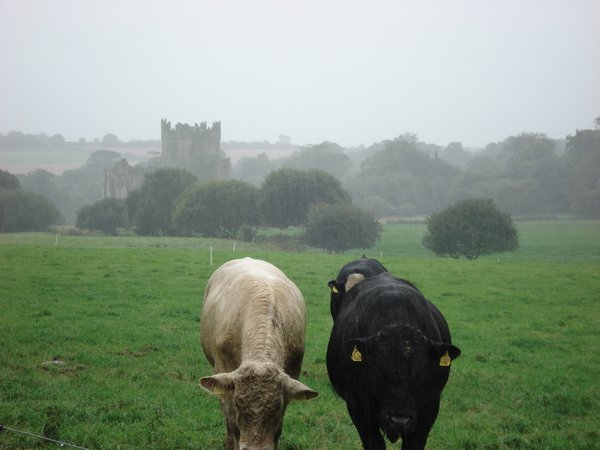 Tintern Moo Cows