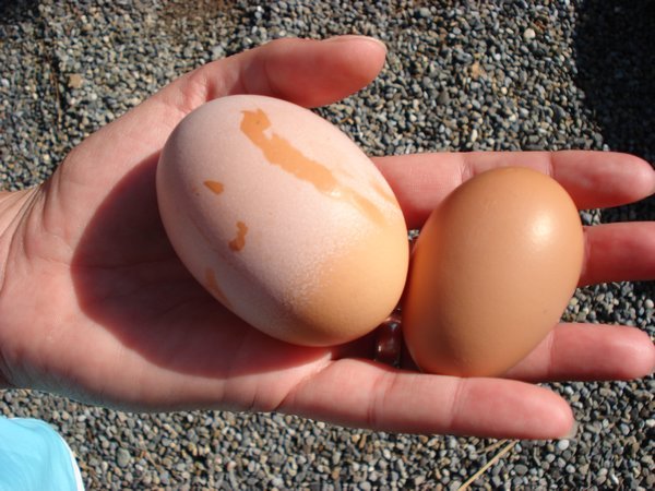 Giant Egg vs. Normal! Ouch!