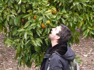 Ornamental Oranges: Look Great, Taste Shite