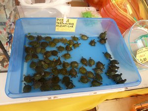 Baby Turtles: Cheap, Terrified