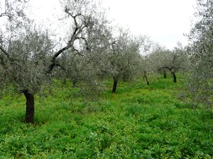 An Olive Grove