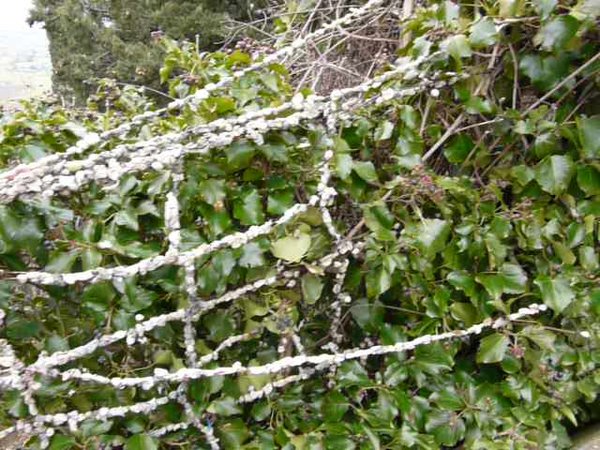 Barbed Wire Randomly Covered With Chewing Gum