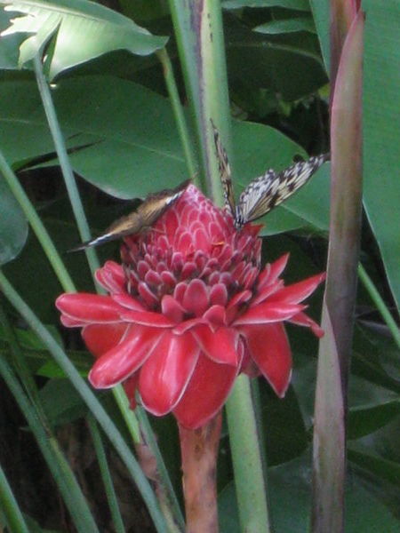 Butterfly world