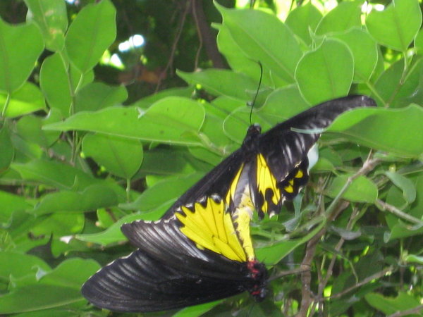 more butterflies