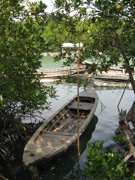 Mangrove swamps