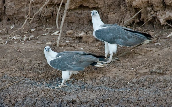 Osprey Eagles