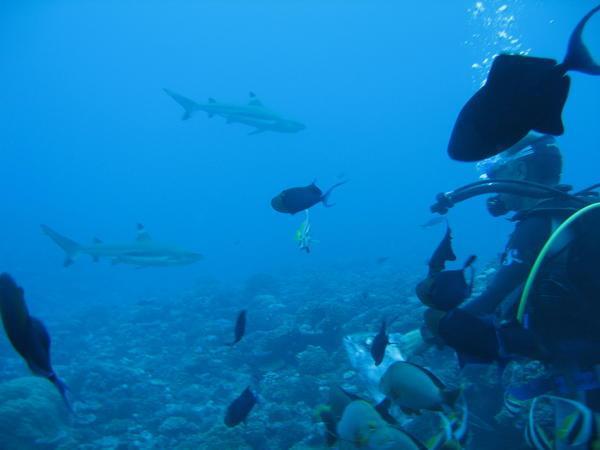 Diving with sharks - A LOT of sharks!!!