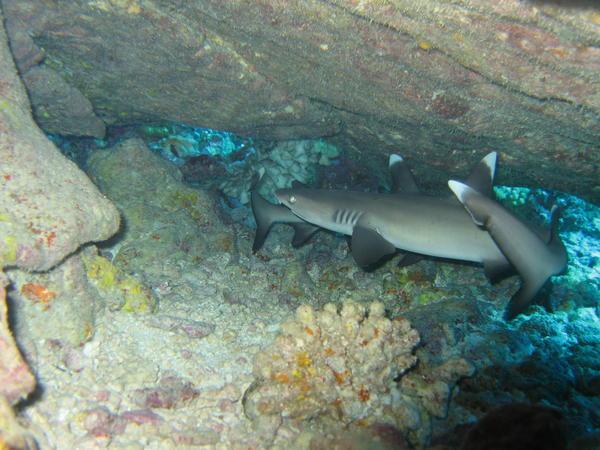 Diving with sharks - A LOT of sharks!!!