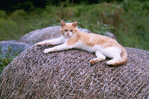 Kiko Kat on an old straw bale