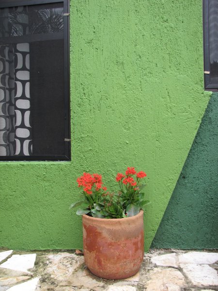 Potted plant near our door