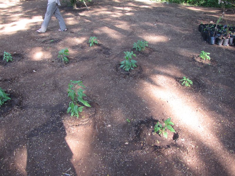 Pepper plants 