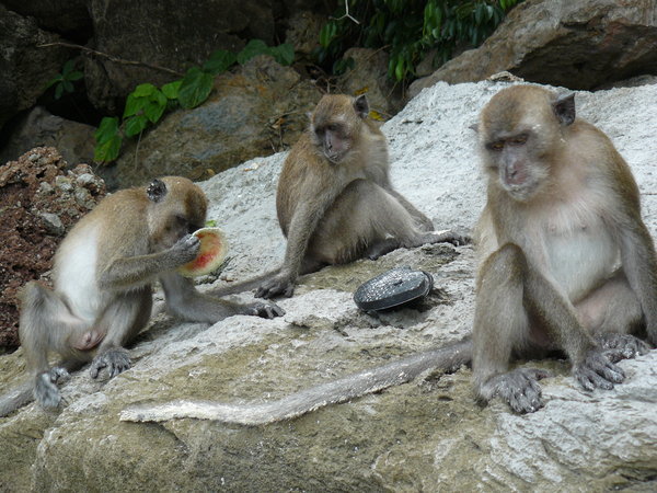 3 monkeys on a rock
