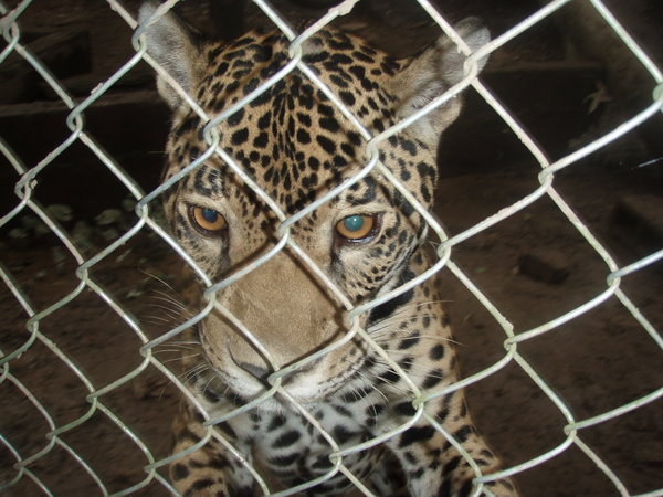 Preciosa the jaguar
