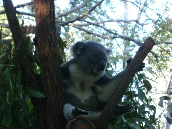 Lopine Koala Sanctuary