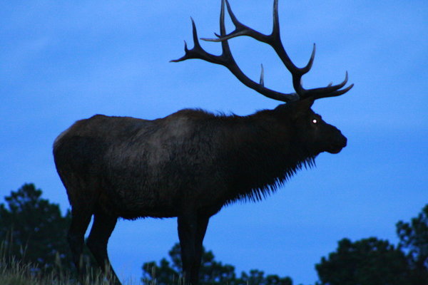 Silhouette of a bull elk