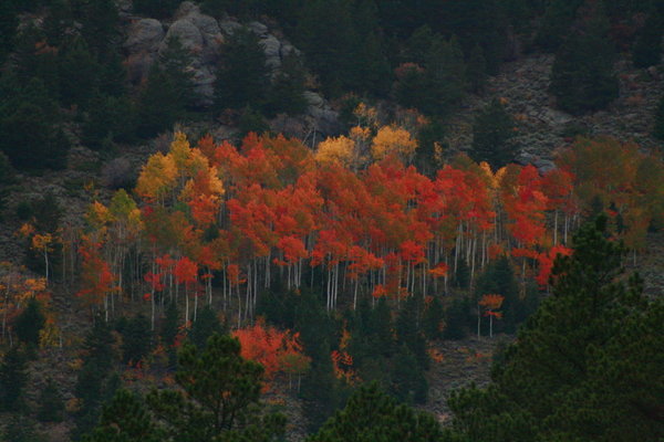 Colorful fall in rocky