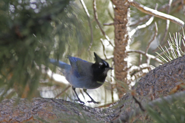 Blue Jay landing on tree