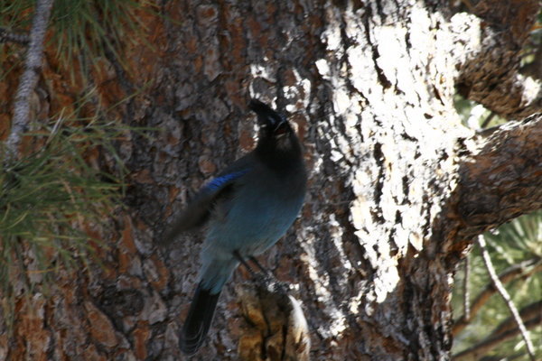 Blue Jay in tree