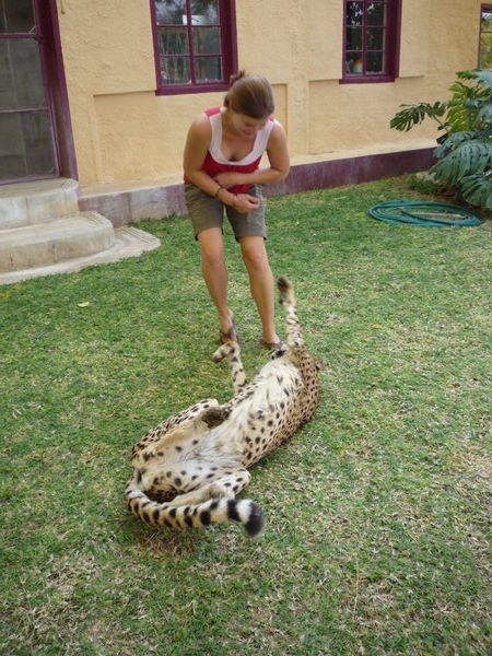The playful adult cheetah