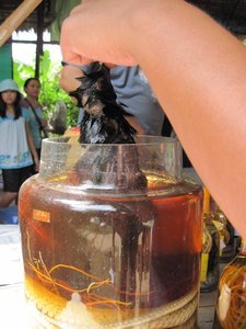 Dead bird, snake and rice wine.  Yes they drink this too.