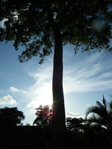 Very large tree on Koh Tao