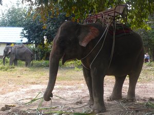Elephants on the side of the road in Koh Lanta