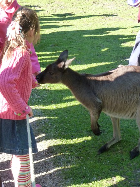Feeding Kangaroo