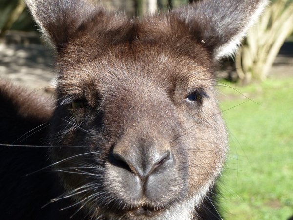 Kangaroo Face