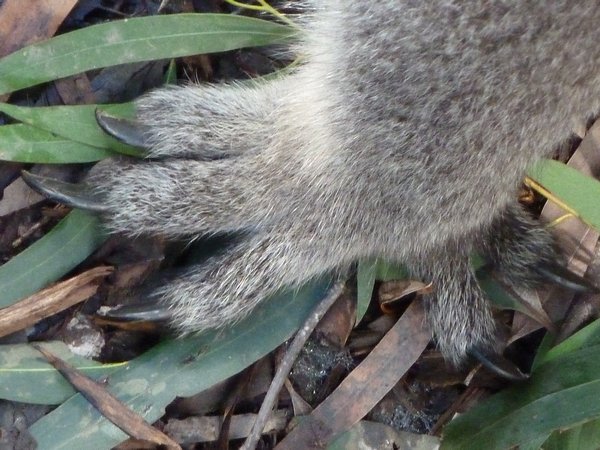 Koala Foot