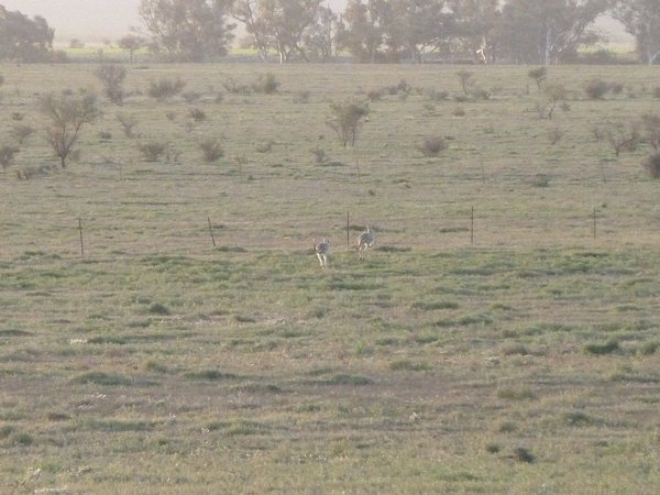 My first Kangaroos.  I saw them 1,449 km into leaving Melbourne.