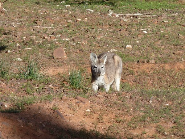 My first up close wild kangaroo.