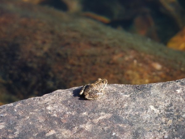 Kakadu - I thought this was a cute little frog but it might be a baby toad.