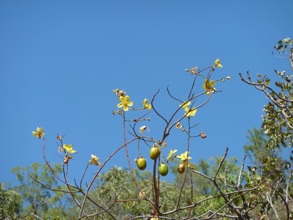 Kakadu - This aboriginal people use this tree to judge time of year.  The Yellow Flower means the fish are fat, and the green balls means that the  croc's are fertile with eggs.