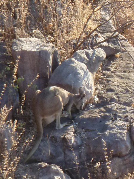 Kakadu - Ubirr Lookout - This is a Female Black Footed Wallaroo with a Joey in her pouch!