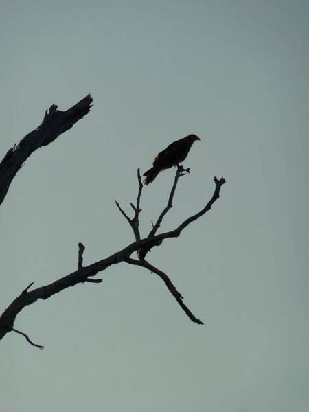 Kakadu - Yellow River - A hunting bird