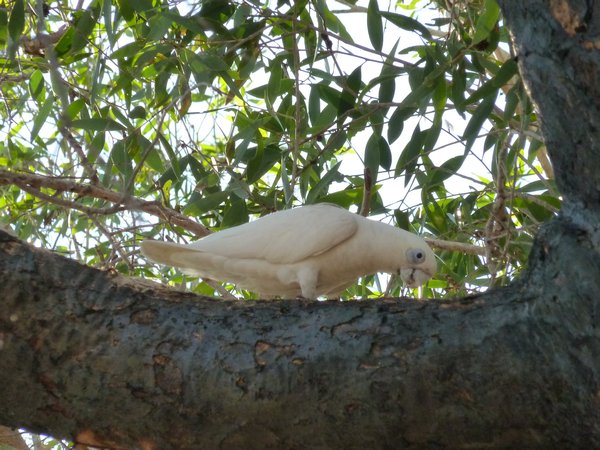 Kakadu -Bardedjilidji Walk - These Cockatoos are everywhere.