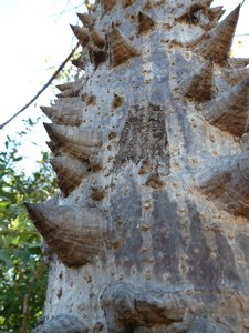Kakadu - Bardedjilidji Walk - The bark on this tree is like nothing I have ever seen before.