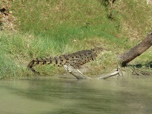 Kakadu - Cahill Lookout- This is one of the only croc's I saw in Kakadu.
