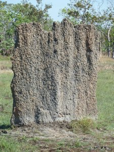 Litchfield - This is a Magnetic Termite Mound