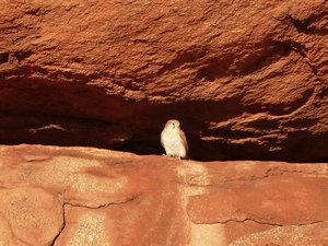 Devils Marbles - Falcon in the rocks.