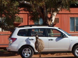 This emu was at a petrol station and was trying to break into cars.