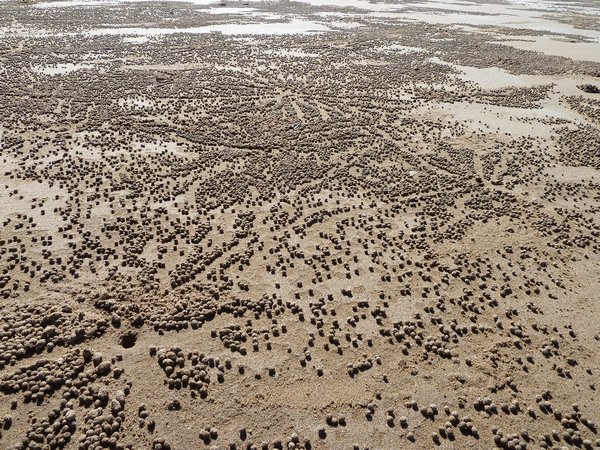 These balls of sand are made by crabs digging their way out.  They covered the beach.