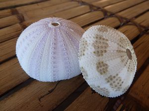 Cool sea urchins