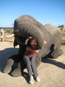 During Elephant Training