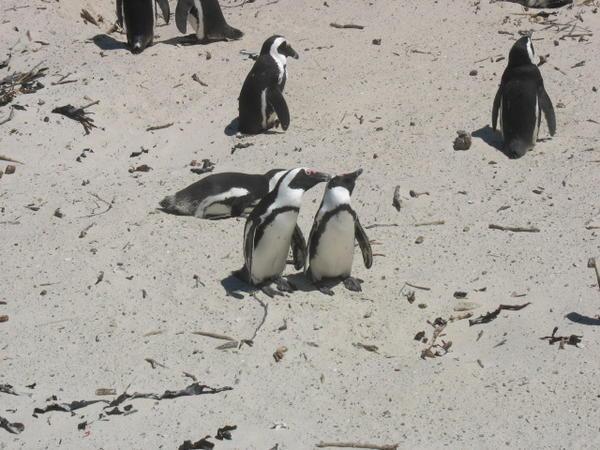 Two Loving Penguins